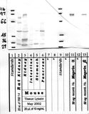 Meprin-A